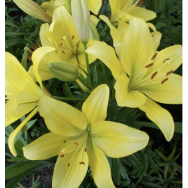 Желтые лилии поштучно от 9 штук